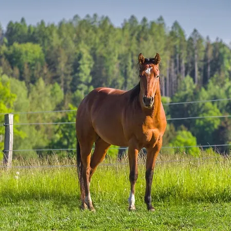 Gasthuis Ranch Jestrebice