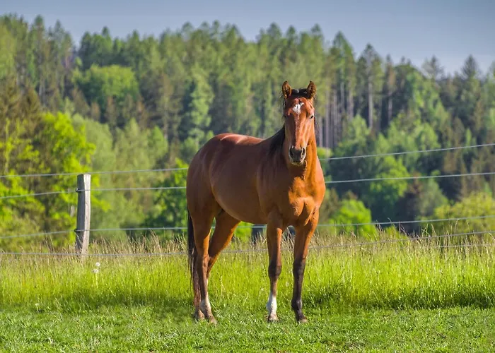 بيت ضيافة Ranch Jestrebice